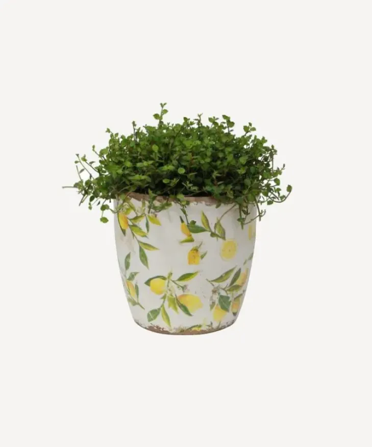 Outlet Botanical Lemon Pot Large Urns, Vases & Planters