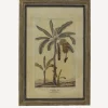 Clearance Botanical Wall Art Species A Wall Art