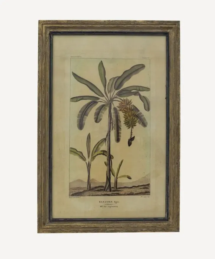 Clearance Botanical Wall Art Species A Wall Art